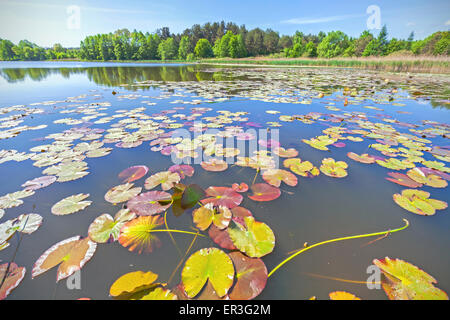 Water Lilies, grand angle de l'été sur le lac. Banque D'Images