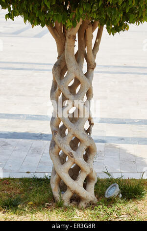 Un "Panier" ou "arbre arbre Cirque' créé par greffage d'arbres différents afin qu'ils bond et de grandir ensemble. Fethiye, Turquie. Banque D'Images