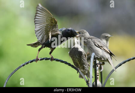 Brighton, UK. 26 mai, 2015. À part entière et extrêmement faim nouvellement Starling bébé avale sa tête presque parents lorsqu'elle est introduite dans un jardin Brighton aujourd'hui profiter de la douceur du temps Banque D'Images