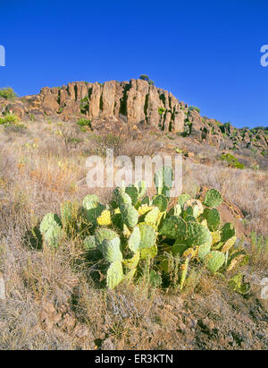 Un cactus pousse sur une colline dans l'Peloncillos Montagnes dans la région de Boothill sud du Nouveau Mexique. Banque D'Images