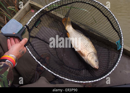 Débarqué fraîchement carpe avec un pêcheur sur un lac dans le Somerset, UK.un sport de loisirs de pêche Les pêcheurs à la terre de l'eau du lac de pêche de poisson alimentaire Banque D'Images