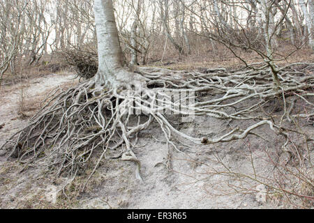 Arbre suspendu d'une falaise sur moens Klint au danemark Banque D'Images