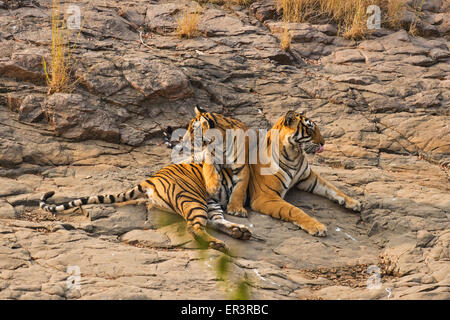 Mère sauvage tigresse du Bengale et son jeune cub assis sur un rocher dans la réserve de tigres de Ranthambhore Banque D'Images