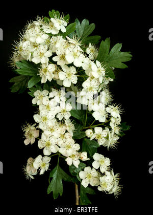 Les Blancs l'aubépine (Crataegus monogyna) fleurs et feuillage feuille verte sur fond noir, au Royaume-Uni. Banque D'Images