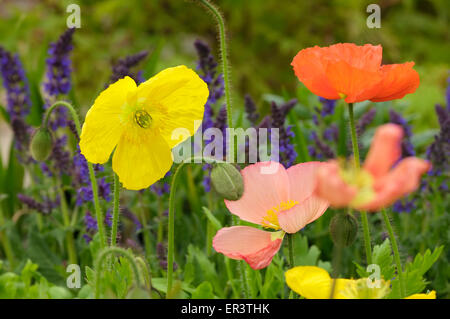 Coquelicots colorés en anglais Chalet jardin Banque D'Images