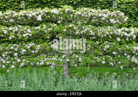 Espaliered apple tree en anglais jardin, Norfolk, Angleterre Banque D'Images