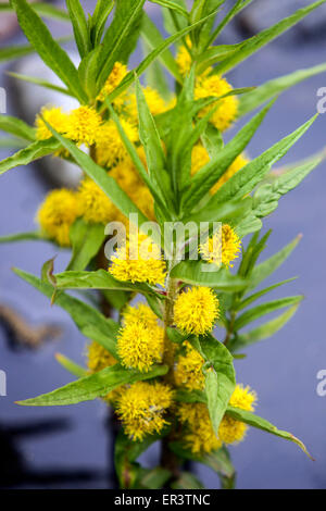 Lysimachia thyrsiflora Salicaire Touffetée Banque D'Images