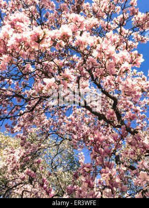 De Magnolias en fleurs Banque D'Images