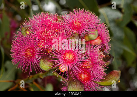 Grande grappe de fleurs rouges spectaculaires et les bourgeons des arbres indigènes australiens / Corymbia ficifolia eucalyptus avec des feuilles vertes sur fond sombre Banque D'Images