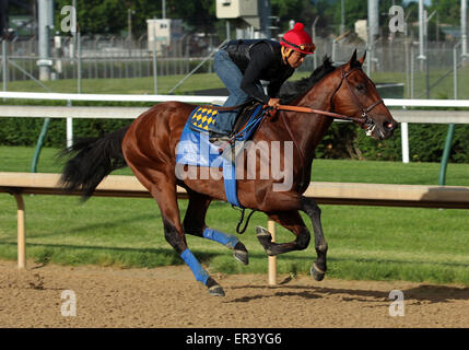 Louisville, Kentucky, USA. 26 mai, 2015. 26 mai 2015 American Pharoah (monté par Martin Garcia) ont traversé quatre stades de:48, la 5e plus rapide de 22 œuvres qui matin. Ses courtes sont:12.2,:24.0,:35,8, avec 4F de:48 à plat. Il galopa 5 furlongs en 1:00.4 et 6 furlongs en 1:13.2. Il s'envole pour New York le 2 juin. Credit : Mary M. Meek/ESW/CSM/Alamy Live News Banque D'Images