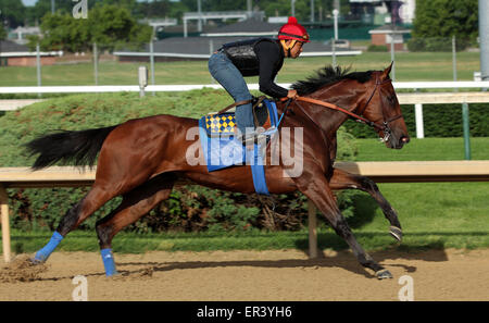 Louisville, Kentucky, USA. 26 mai, 2015. 26 mai 2015 American Pharoah (monté par Martin Garcia) ont traversé quatre stades de:48, la 5e plus rapide de 22 œuvres qui matin. Ses courtes sont:12.2,:24.0,:35,8, avec 4F de:48 à plat. Il galopa 5 furlongs en 1:00.4 et 6 furlongs en 1:13.2. Il s'envole pour New York le 2 juin. Credit : Mary M. Meek/ESW/CSM/Alamy Live News Banque D'Images