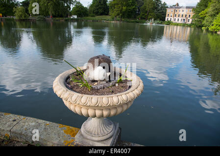 Londres, Royaume-Uni. 26 mai, 2015. Comme la poule change de position, sa couvée d'oeufs et le nid sont révélées. Crédit : Paul Martin/Alamy Live News Banque D'Images