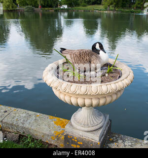 Londres, Royaume-Uni. 26 mai, 2015. Comme la poule change de position, sa couvée d'oeufs et le nid sont révélées. Crédit : Paul Martin/Alamy Live News Banque D'Images