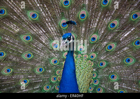 Paons indiens ou des paons bleus (Pavo cristatus) communément appelé Peacock Banque D'Images