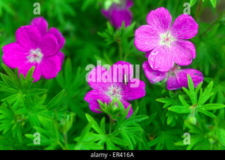 , Géranium sanguin Geranium sanguineum 'Suleiken' Banque D'Images