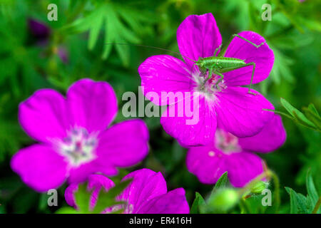 Cranesbill Geranium sanguineum 'Suleiken' fleurs en fleurs Hardy Geranium Rose insecte fleurissant Tettigonia viridissima Grande nymphe verte de brousse-cricket Banque D'Images