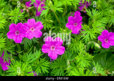 Geranium sanguineum 'Suleiken', géranium sanguin Banque D'Images