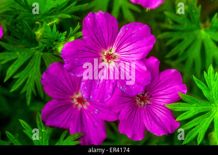 Géraniums sanguineum 'Suleiken', géraniums Cranesbill Hardy Banque D'Images