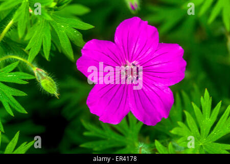 Geranium sanguineum 'Suleiken' Banque D'Images