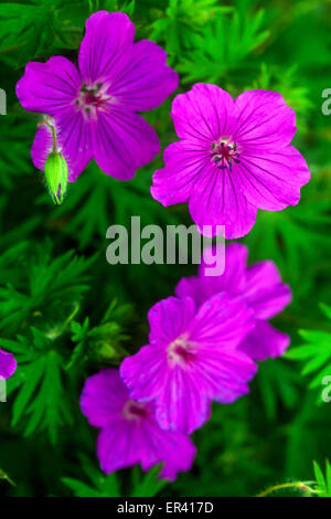 Geranium sanguineum 'Suleiken', géranium sanguin Banque D'Images