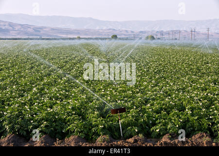 Champ de pommes de terre blanches floraison 'Solanum tuberosum' l'irrigation par aspersion. Banque D'Images