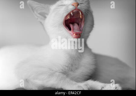 Un chaton blanc apparaît montrant les dents dans cette féroce duotone Banque D'Images