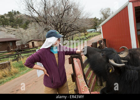 Virginia Dale, Colorado - l'abbaye de St Walburga, où les moniales dominicaines prient et exécuter un ranch de bétail. Banque D'Images