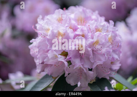 La lumière pourpre violet Rhododendron Allah blossom close up Banque D'Images