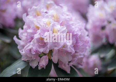 La lumière pourpre violet Rhododendron Allah blossom close up Banque D'Images