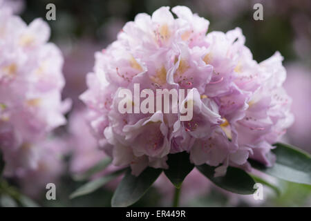 La lumière pourpre violet Rhododendron Allah blossom close up Banque D'Images