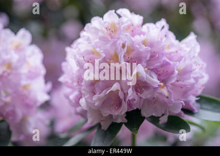 La lumière pourpre violet Rhododendron Allah blossom close up Banque D'Images