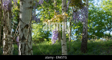 La floraison Wisteria floribunda parmi les bouleaux d'argent au printemps. RHS Wisley Gardens, au Royaume-Uni. Vue panoramique Banque D'Images