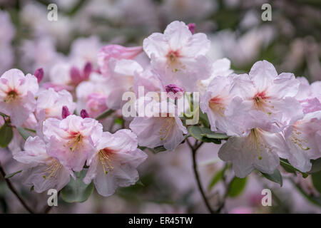 Rose pâle fleur Rhododendron fortunei close up Banque D'Images