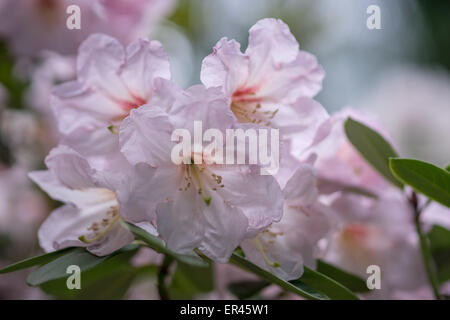 Rose pâle fleur Rhododendron fortunei close up Banque D'Images