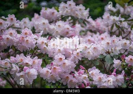 Rose pâle fleur Rhododendron fortunei close up Banque D'Images