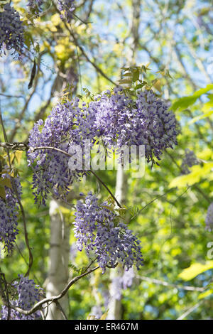 La floraison Wisteria floribunda parmi les bouleaux d'argent au printemps. RHS Wisley Gardens, UK Banque D'Images