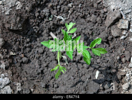 Vue de dessus du jeune plant de tomate Banque D'Images