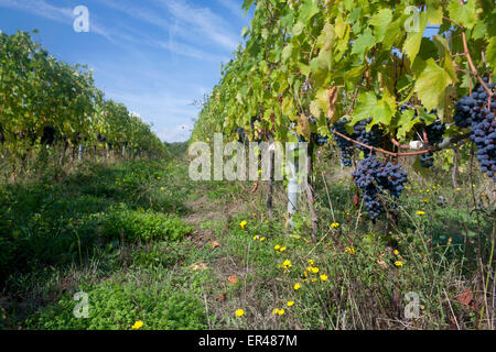 Raisins sur vigne vignoble dans la région de l'est de la Toscane Mugello près de Londa Toscane Italie Banque D'Images
