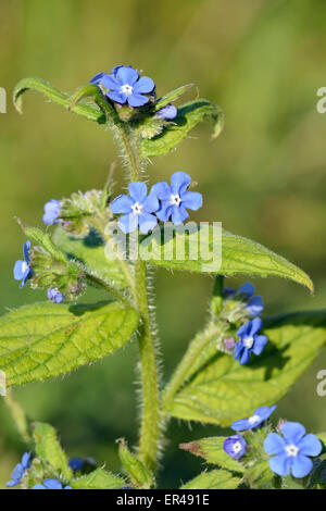 Orcanette vert - Pentaglottis sempervirens fleur bleue de haies Banque D'Images