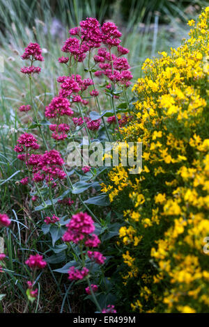 Jaune Rouge plantes de jardin Centranthus ruber Genista radiata Centranthus Genista fleurs de jardin mélangées balai de fleurs mai Blooming balai de pluie Banque D'Images