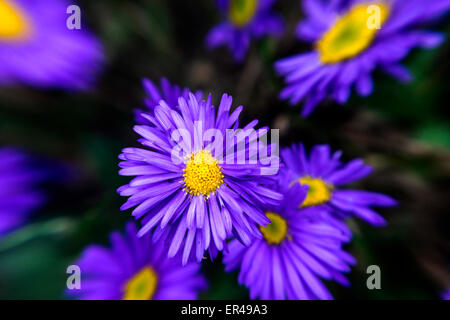 Aster alpinus Dunkle hackens Banque D'Images