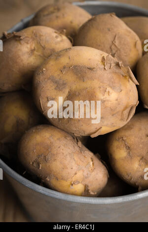 Pommes de terre nouvelles Jersey Royal frais hors du sol cultivé sur l'île de Jersey channel Banque D'Images