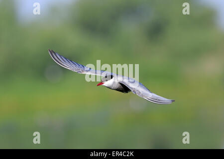 Guifette moustac en plumage nuptial en vol Banque D'Images