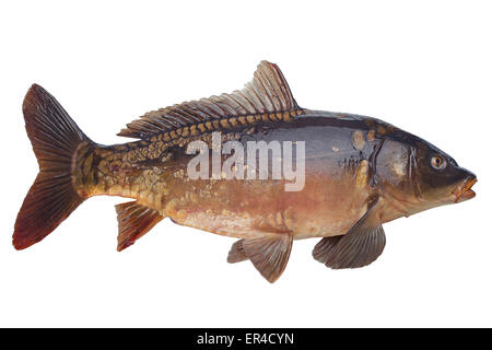 Carpe miroir poissons de rivière isolated on white Banque D'Images