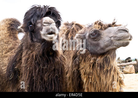 Portrait de deux chameaux de Bactriane domestique au zoo Banque D'Images