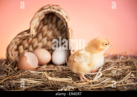 Poussin éclos récemment, avec des oeufs dans un panier Banque D'Images