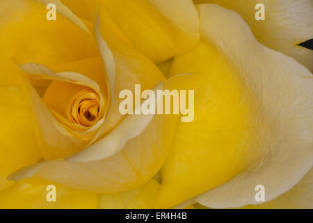 Rose rose jaune Banque D'Images