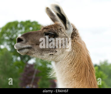 Lama Banque D'Images