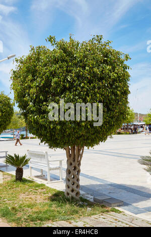 Un "Panier" ou "arbre arbre Cirque' créé par greffage d'arbres différents afin qu'ils bond et de grandir ensemble. Fethiye, Turquie. Banque D'Images