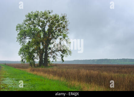 Arbre splendide attaqué par plante parasite le gui européen Banque D'Images